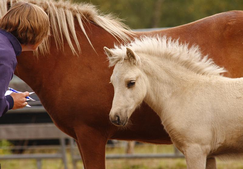 Myrdal von Heidmoor g.jpg